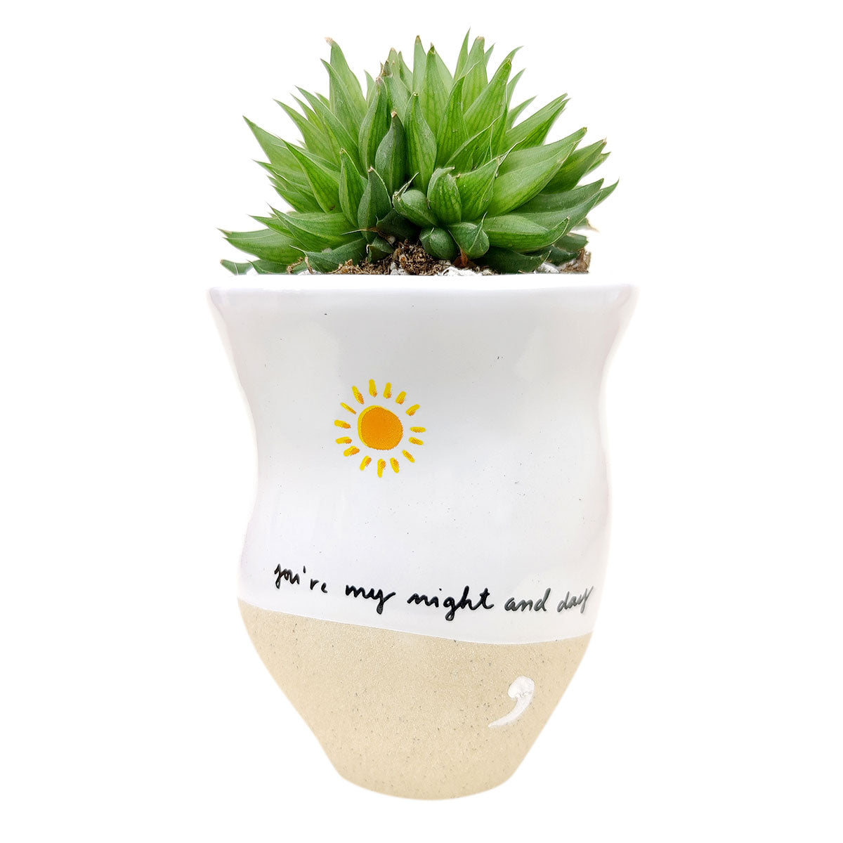 Valentine Succulent Pot, Succulent Pot for Valentine's Day, Valentines Day Pot Ideas 2023, Best Valentine Gifts 2023, Unique DIY Valentine's Day Gifts For That Special Someone, Best Valentine's Day Gifts for Plant Lovers in 2023, Valentine Succulent Box, Valentine's Day Succulent Delivery, Succulent Delivery for Valentine's Day, Shop Succulents for Valentine, Where to Buy Succulents for Valentine