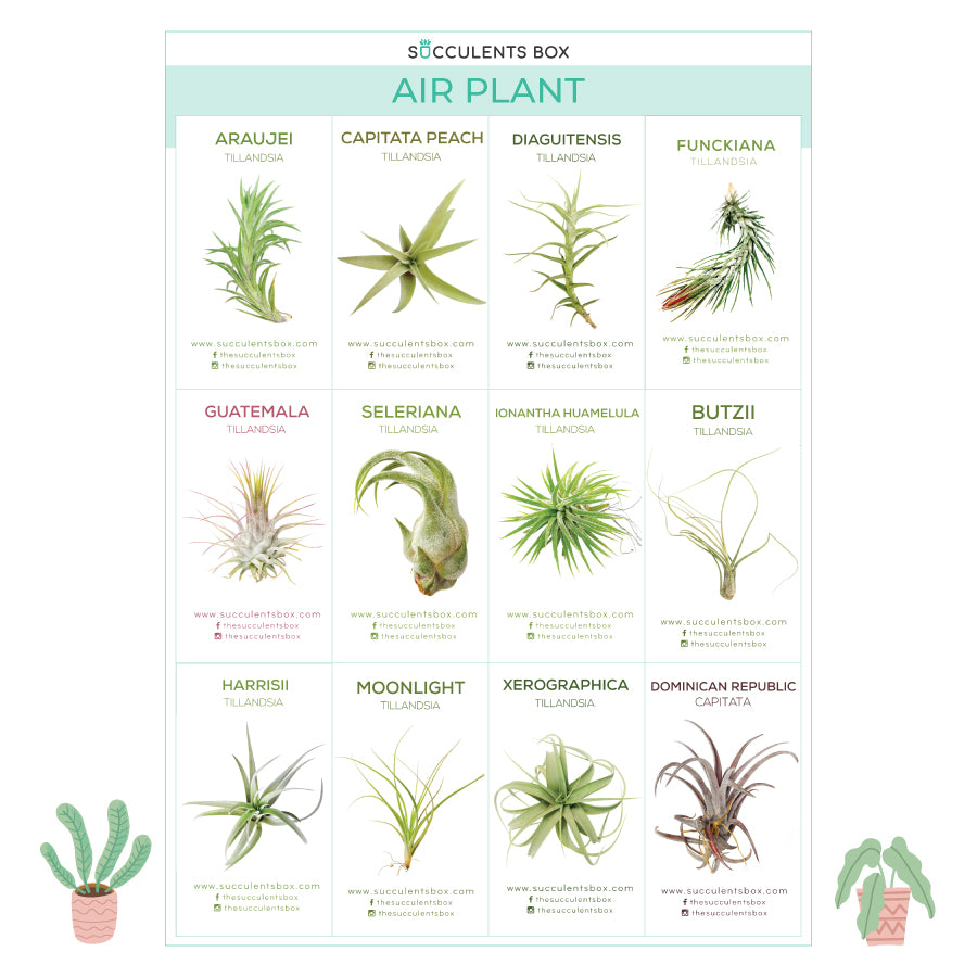 succulent identification app Free Printable Succulent ID Cards - Succulent Gift Ideas
