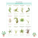 Succulent ID Cards for sale, Airplant ID Cards for sale, Succulent Care Cards, ID Cards for Specific Succulents, Identifying Types of Succulents, Types of Succulent Plants, How to identify Types of succulents, Succulents Gift Ideas, How to care for Types of Succulents