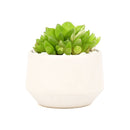 Live 2&quot; Succulent with 3&quot; Minimalistic Pot, Unique Succulent Gift Ideas, Succulent in white ceramic pots, Succulent Decor Ideas, 2 inch succulent pots for sale