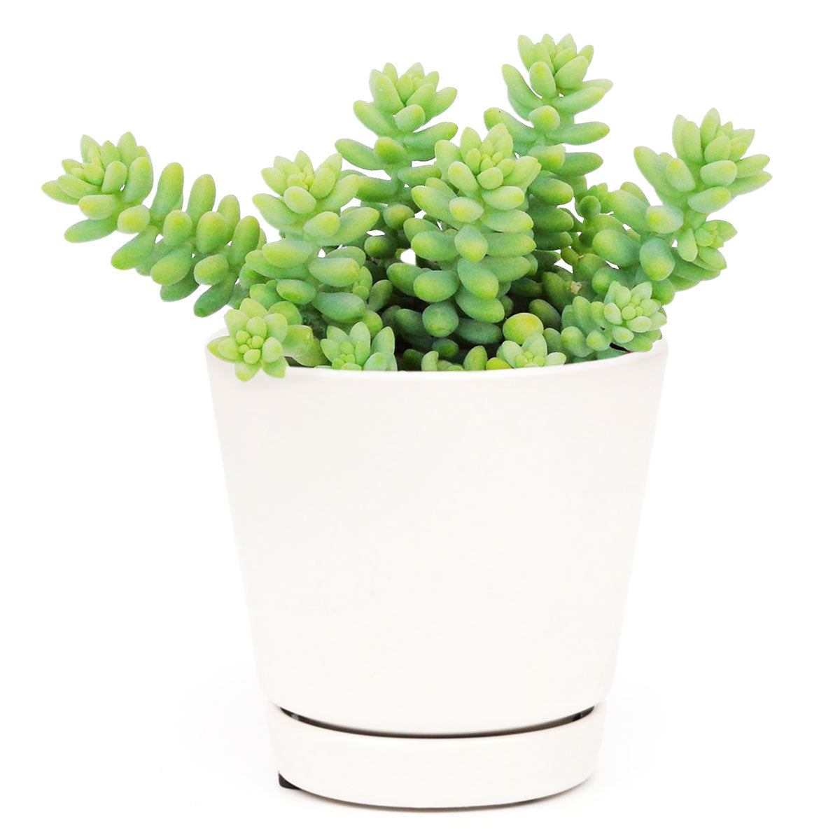 sedum donkey&#39;s tail, sedum burrito, succulents garden, how to grow succulents, monthly succulents, cactus, Succulents, succulent care guide, succulents store in CA, indoor succulents, sedum donkey&#39;s tail in California, How to grow sedum donkey&#39;s tail, Indoor Succulents