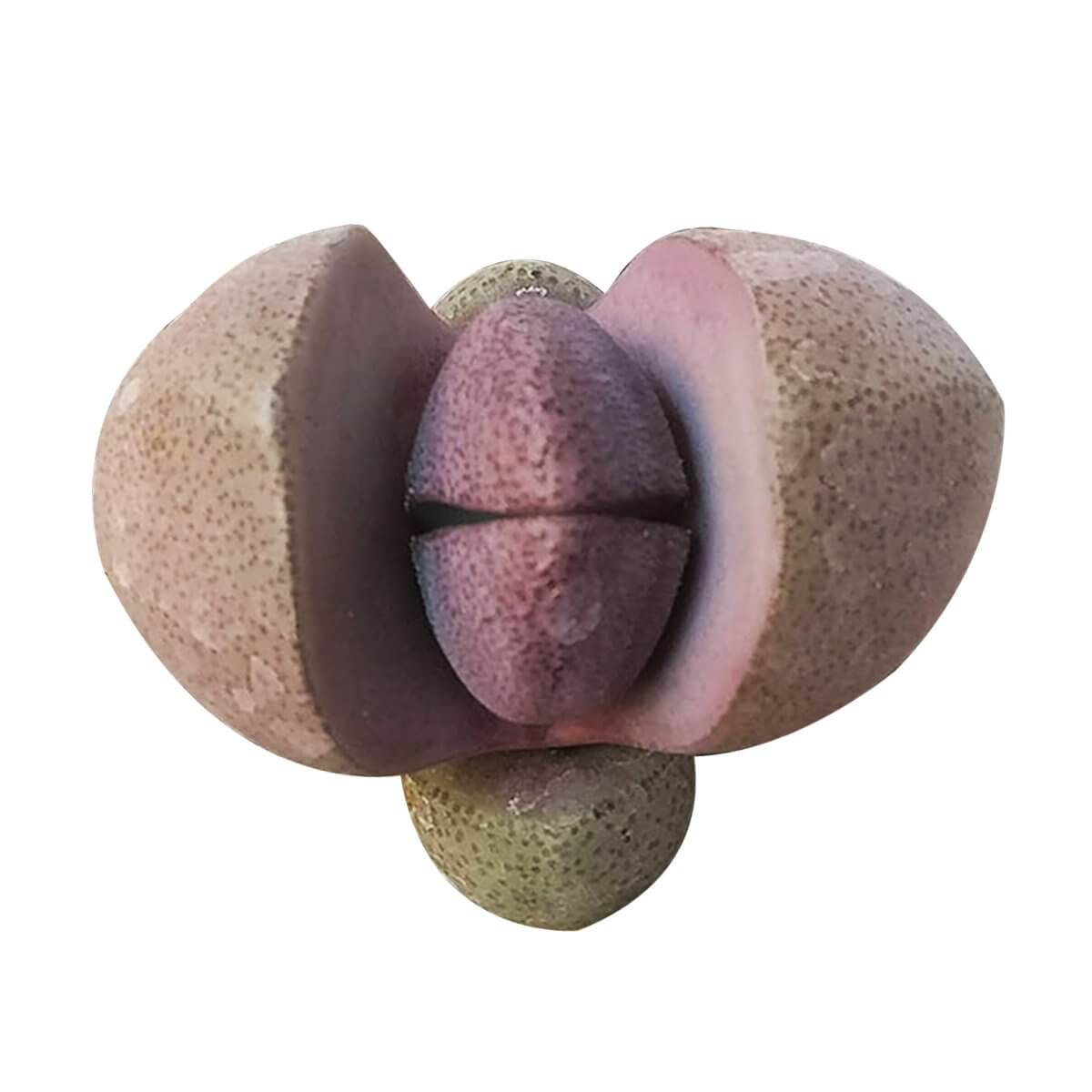 Purple Split Rock, Rare succulents, succulent care tips, indoor succulents, how to grow succulents, succulents store in CA, Succulents shop near me, succulent subscription, succulent plant, Purple Split Rock in California, How to grow Purple Split Rock