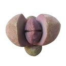 succulent plant, Rare succulents, how to grow succulents, succulent care, Succulents, Pleiopilos nelii cv. Royal Flush in California, How to grow Pleiopilos nelii cv. Royal Flush