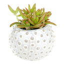 Cream Dot Ceramic Pot for sale, Round ceramic planter, Polka dot planter, Gift for plant lover, Succulent planter, Stylish Home Plant Decor