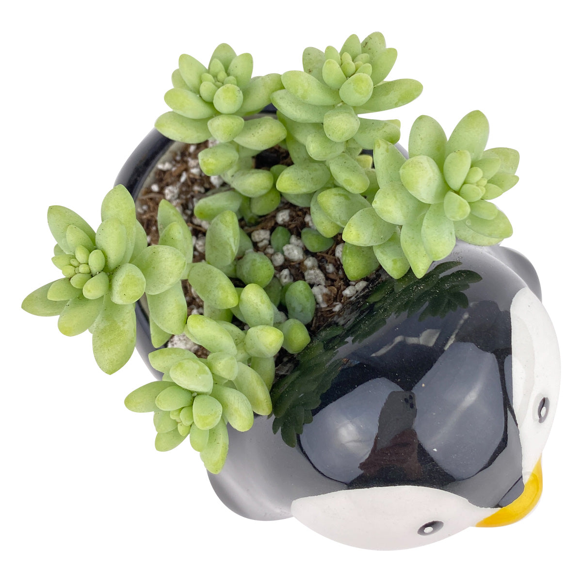 Ceramic Penguin Pot for sale, Cute Ceramic Succulent Pot, Penguin Planter Decor, Craft Supplies, Succulent Gift Ideas, Penguin Succulent Pot
