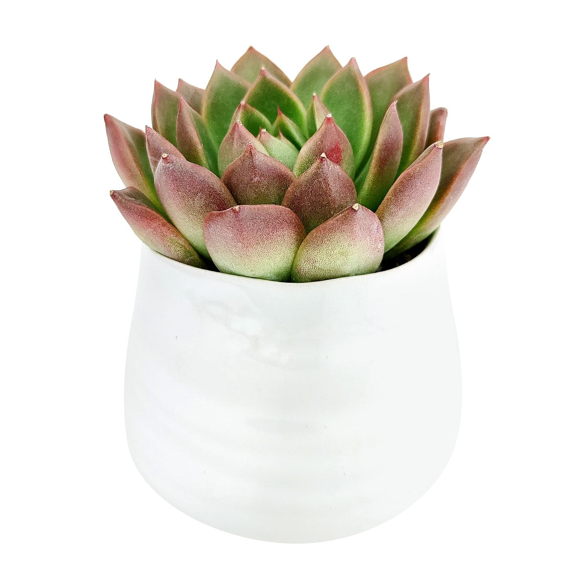 Wavy Ceramic Pot for sale, Small White Ceramic Pot for succulents and flowers, Modern style flower pot for sale, Succulent gift decor ideas