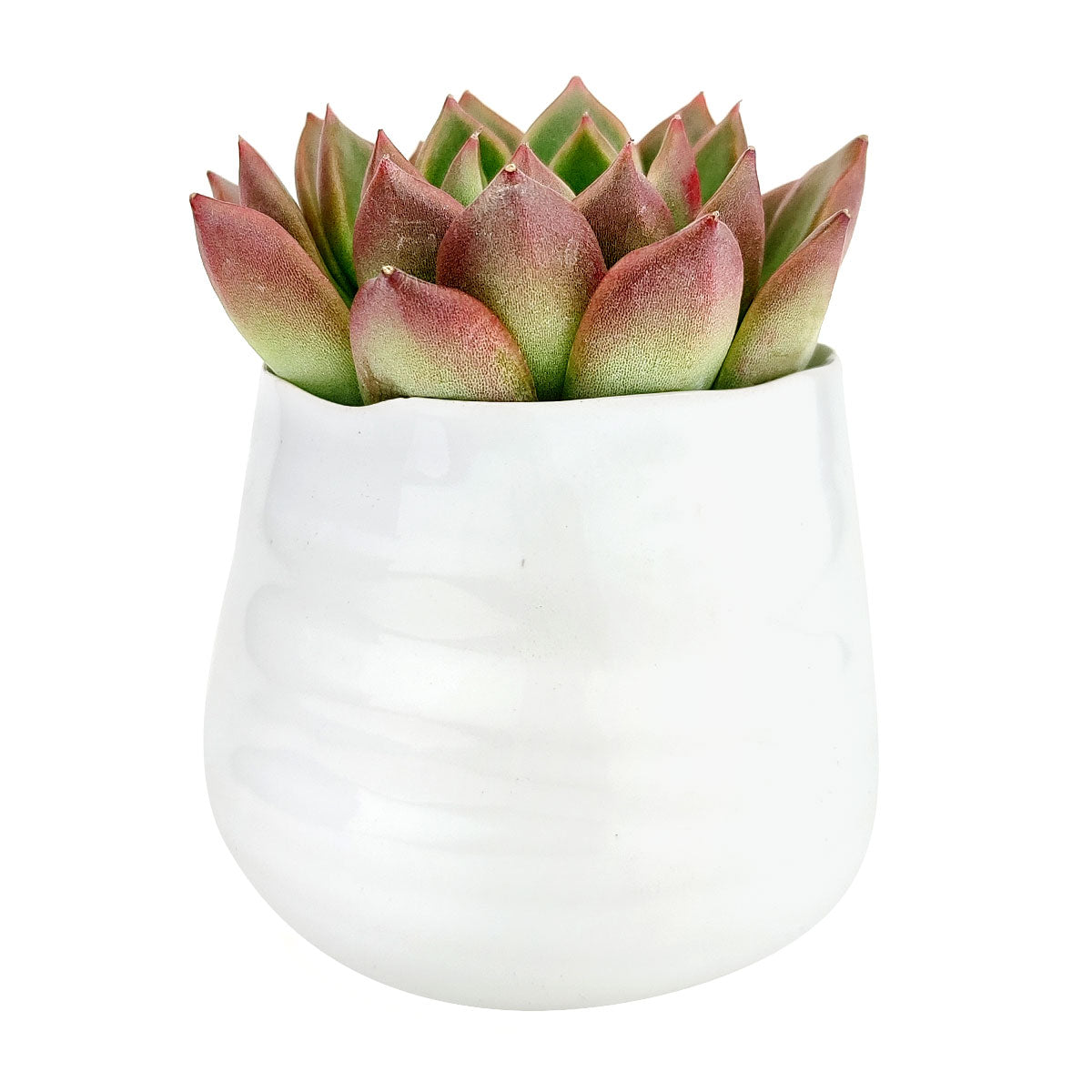Wavy Ceramic Pot for sale, Small White Ceramic Pot for succulents and flowers, Modern style flower pot for sale, Succulent gift decor ideas