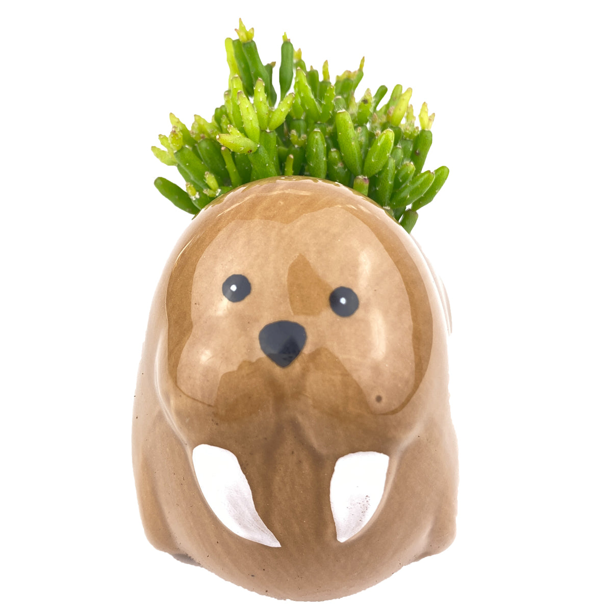 Ceramic Walruses Pot for sale, Cute Ceramic Succulent Pot, Walruses Planter Decor, Craft Supplies, Succulent Gift Ideas, Walruses Succulent Pot