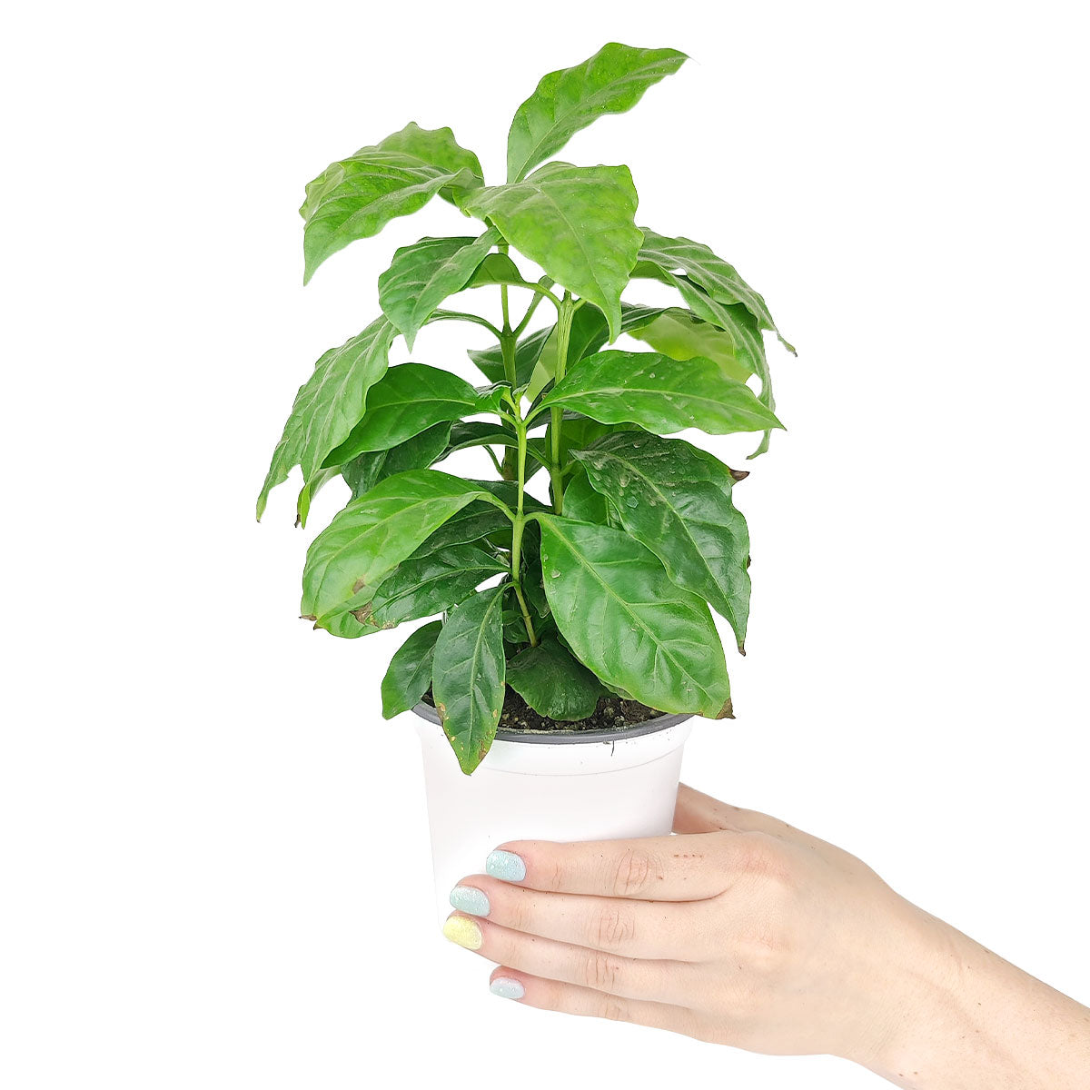 Coffee plant, easy care indoor plant, houseplant for beginner, how to care for coffee plant