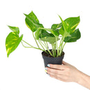 Golden Pothos, air-purifying houseplant, plants recommended by NASA for cleaning indoor air, care tips for growing golden pothos