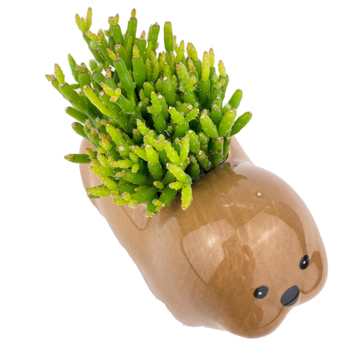 Ceramic Walruses Pot for sale, Cute Ceramic Succulent Pot, Walruses Planter Decor, Craft Supplies, Succulent Gift Ideas, Walruses Succulent Pot