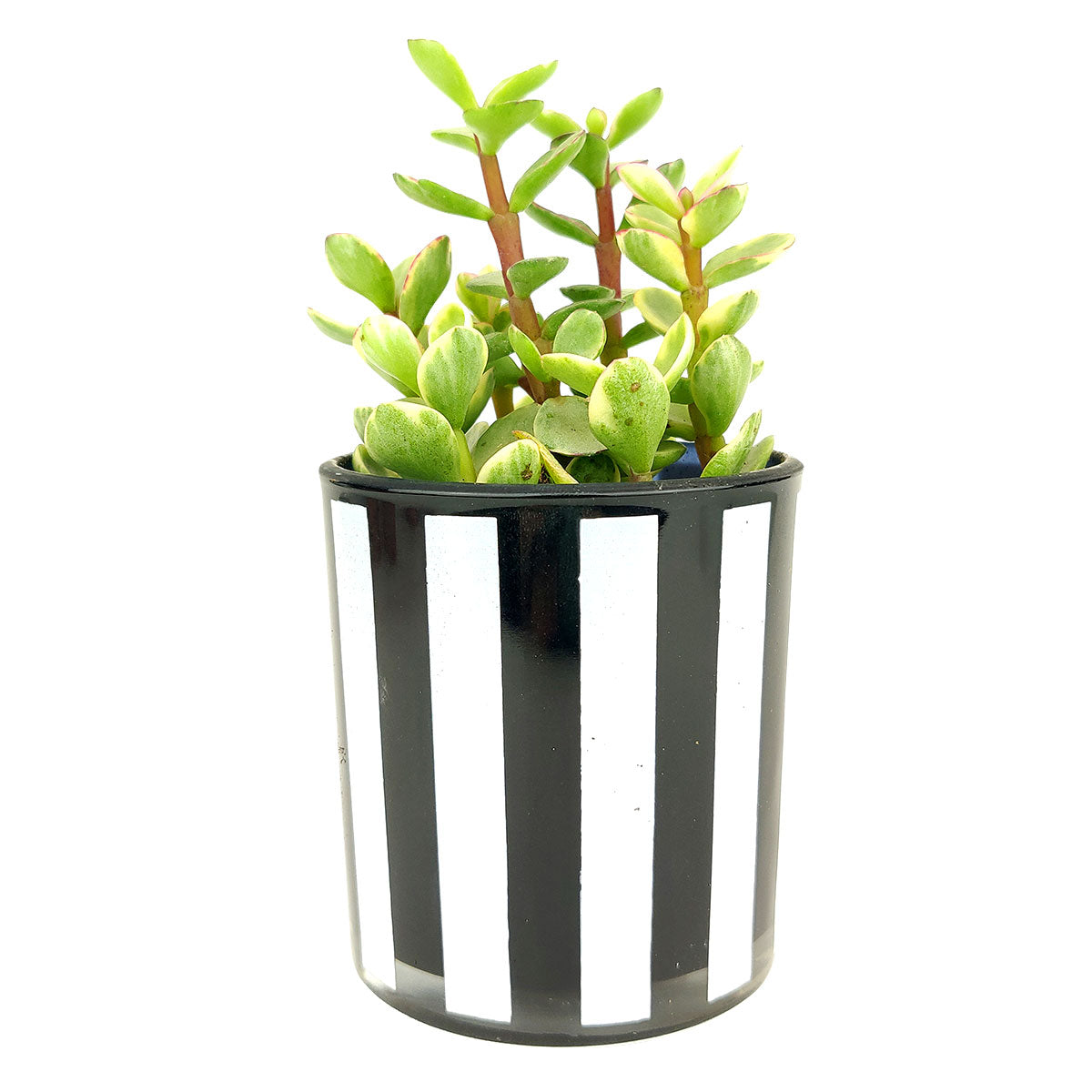 Black and White Vertical Stripes Planter