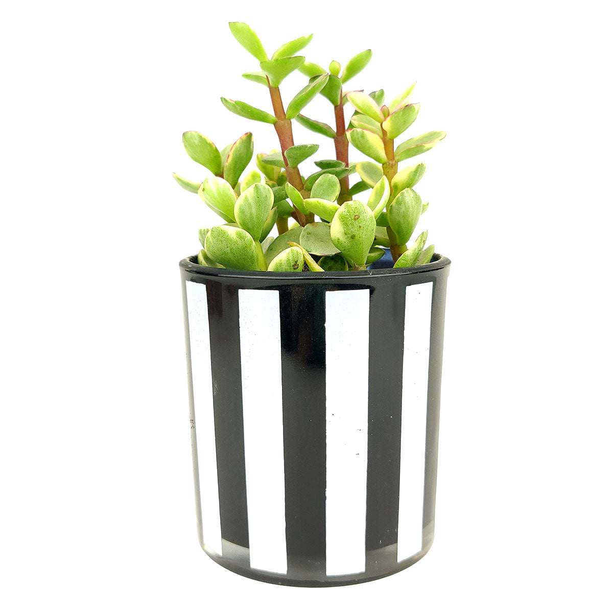 Black and White Vertical Stripes Pot, Pot for sale, Mini pot for succulent, Succulent pot decor ideas, Flower pot for sale, glass pots for planting, succulent gift for holiday
