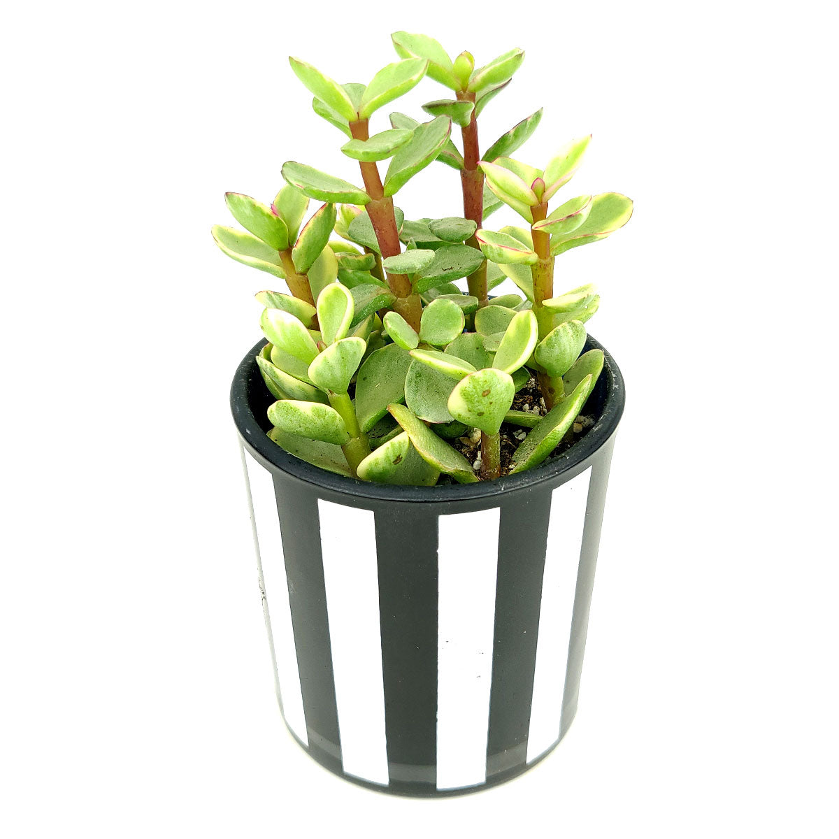 black and white striped pot plant Black and White Vertical Stripes Pot | Succulent Pot for sale