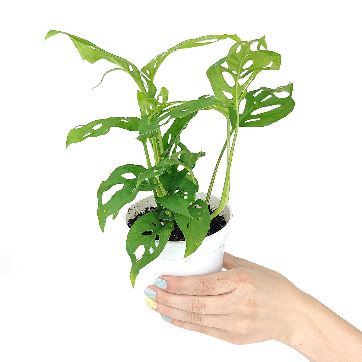 monstera adansonii mini Rare Monstera Adansonii 'Swiss Cheese'
