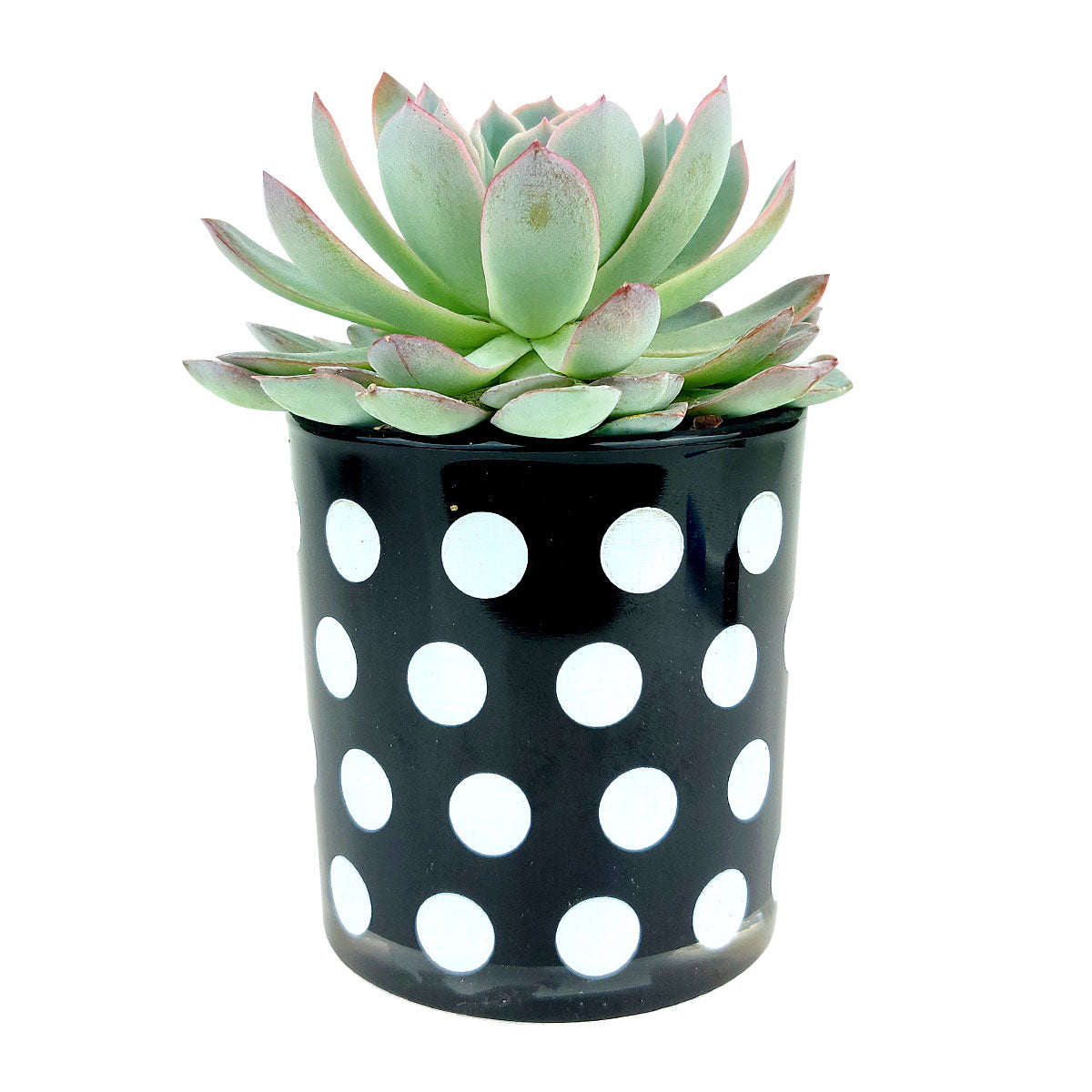 3 Pack Black and White glass pots, Pot for sale, Mini pot for succulent, Succulent pot decor ideas, Flower pot for sale, glass pots for planting, succulent gift for holiday