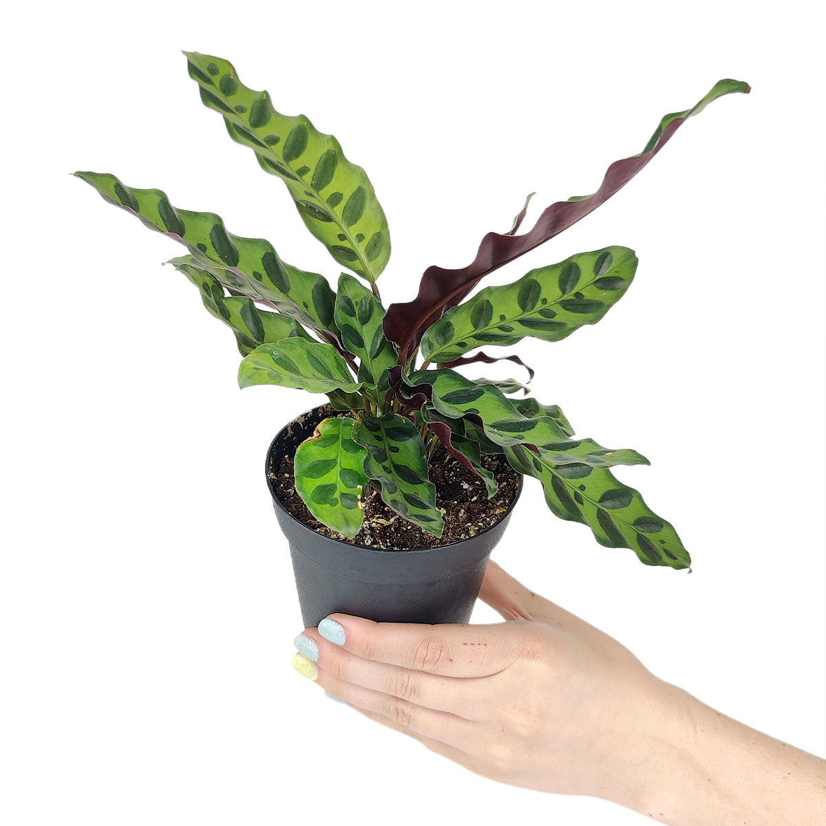 Calathea Lancifolia Rattlesnake Plant