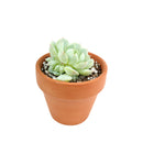 Echeveria Painted Lady