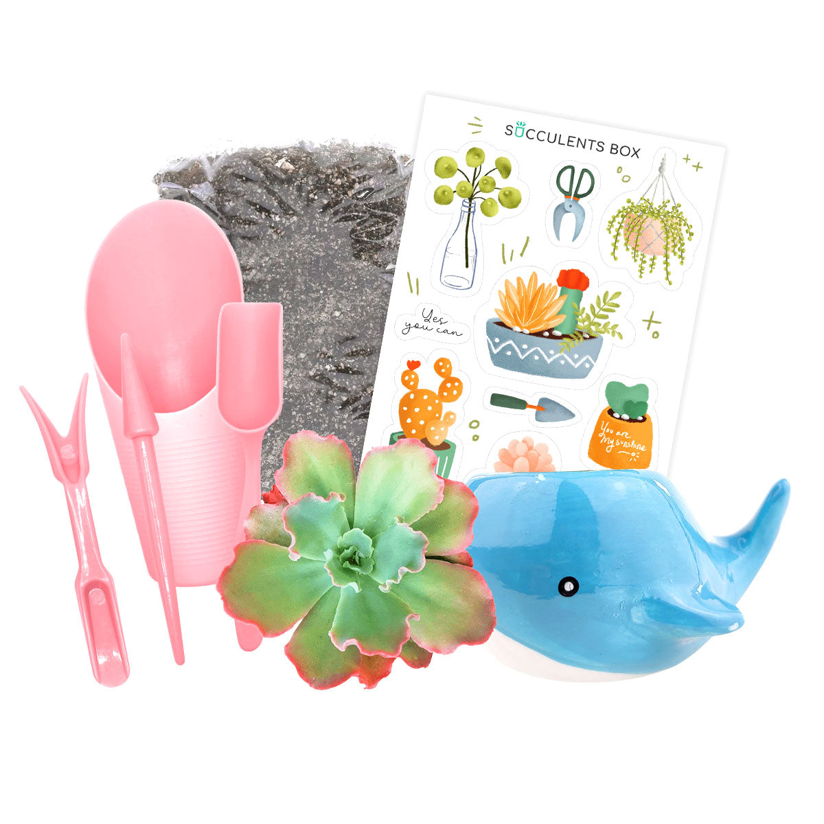 diy succulent garden kit Kid-friendly Succulent Kit (tools + 4" plant) | Kids DIY Garden Kit | At Home Activities
