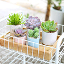 blue cylinder ceramic pot, blue ceramic pot for sale, 2 inch blue ceramic pot, stylish pots are perfect for succulents, cacti, and air plants