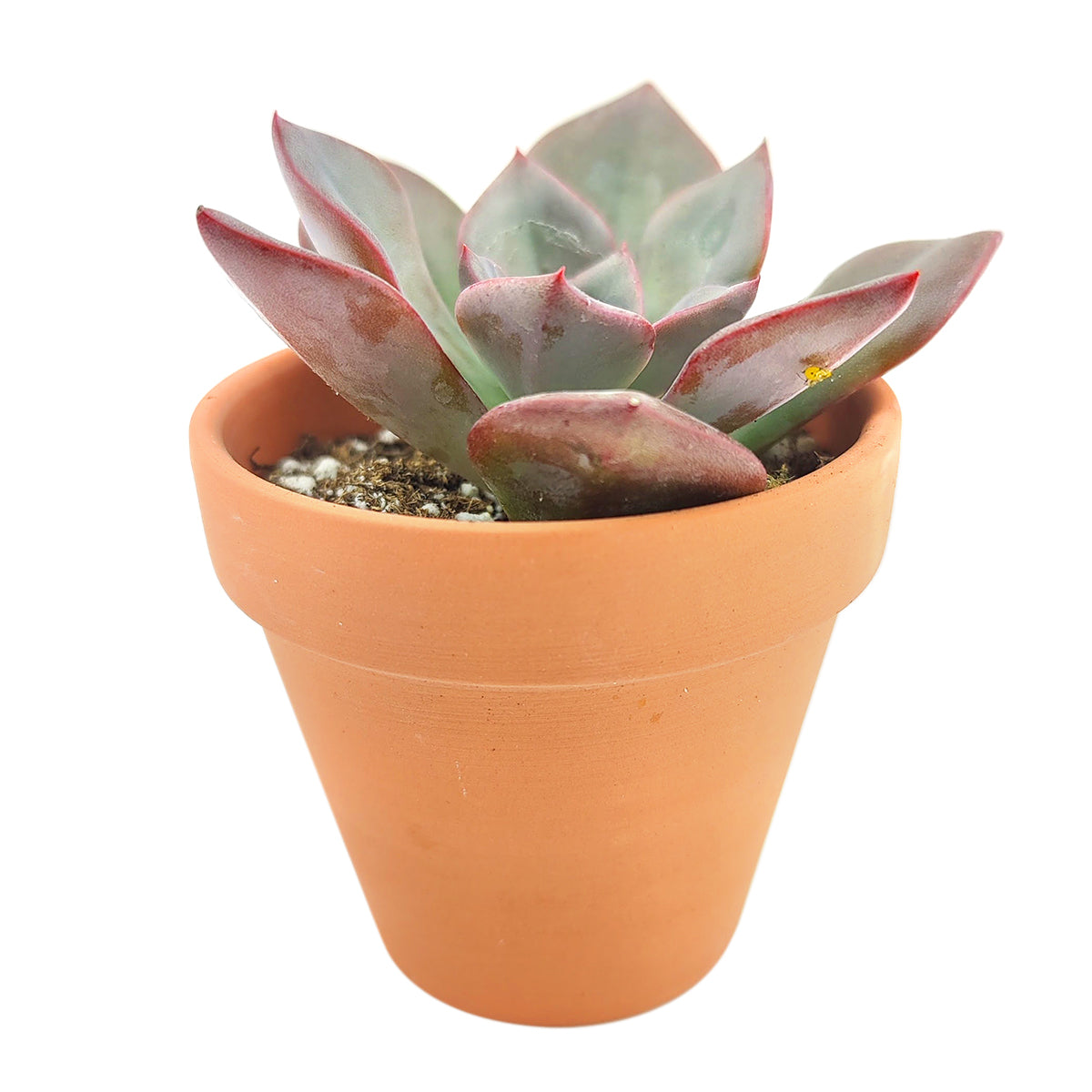 Echeveria Dark Moon in small pot, Echeveria Dark Moon in small clay pot, Echeveria Dark Moon in small pot for sale in CA, small succulent