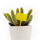 plant labels, plant tags, succulent tags, rectangle plant tag with a smiley face, smiley face gardening accessories, yellow plastic plant labels