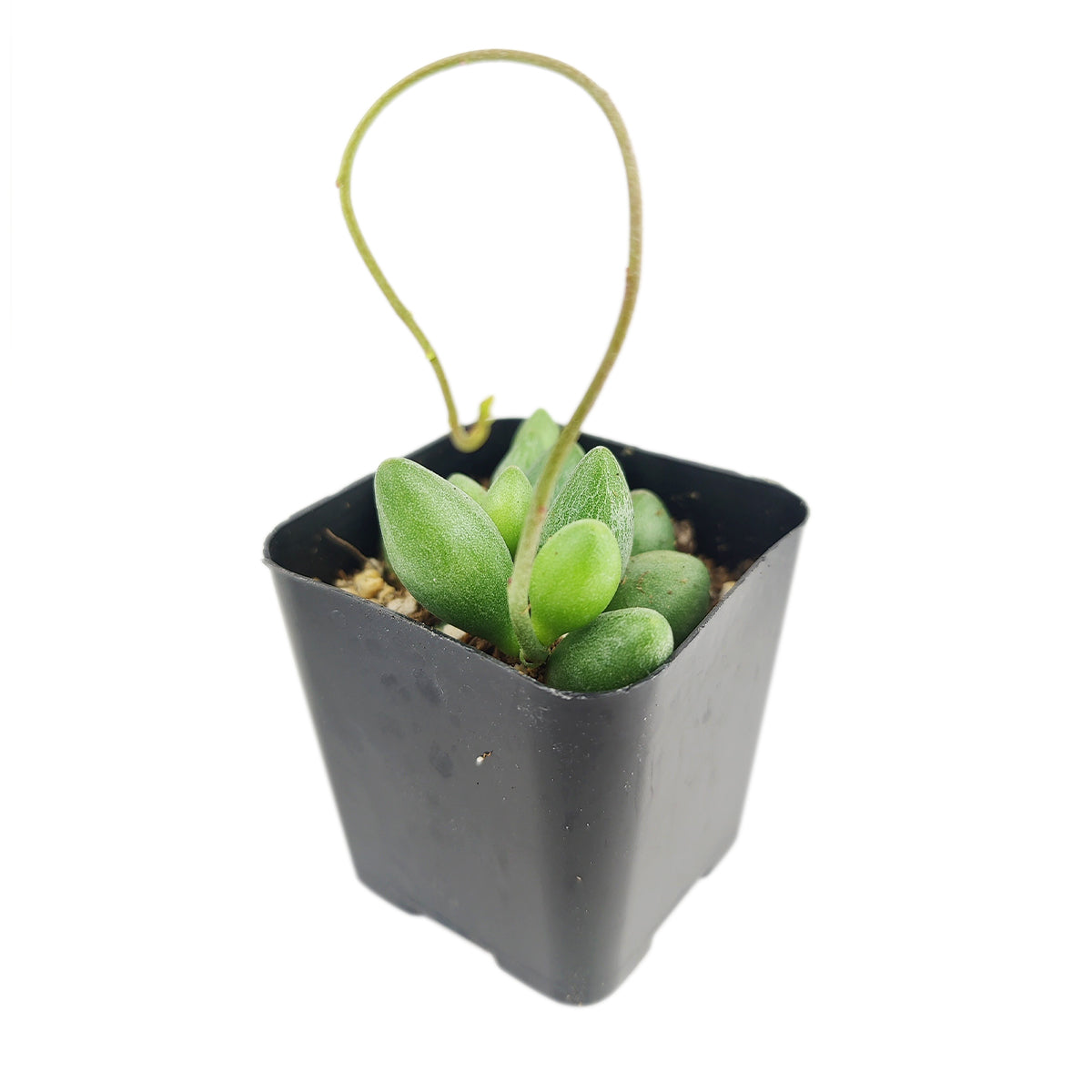 2 inch Adromischus Filicaulis ssp. Marlothii, Adromischus Filicaulis ssp. Marlothii for sale