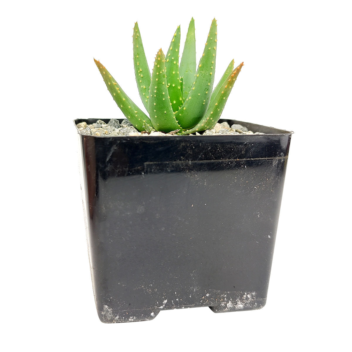 Aloe Dichotoma, Aloe plants, Aloe Dichotoma succulent, Aloe Dichotoma care, how to care for Aloe Dichotoma, Aloe Dichotoma for sale, Aloe Dichotoma near me