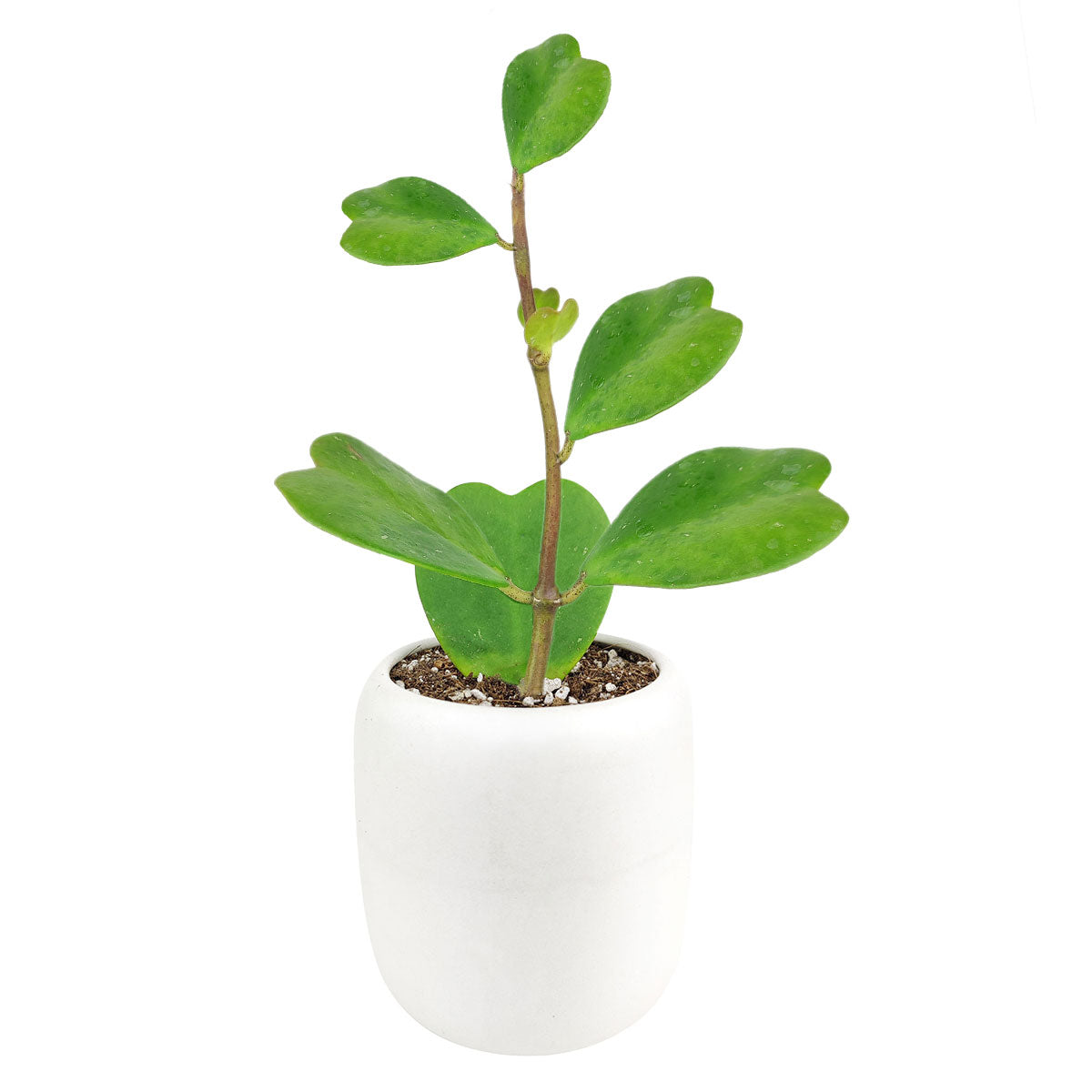 Trailing Hoya Kerrii Heart, Sweetheart Hoya, Valentine Hoya, Heart-shaped plants, evergreen heart-shaped foliage, best gift plant ideas