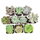 Live Echeveria Assorted Pack for sale,  echeveria, echeveria succulent, echeveria types, indoor succulents, Succulent assorted pack perfect for weddings, Buy asorted succulents for wedding favors, Echeveria rosette succulent for wedding
