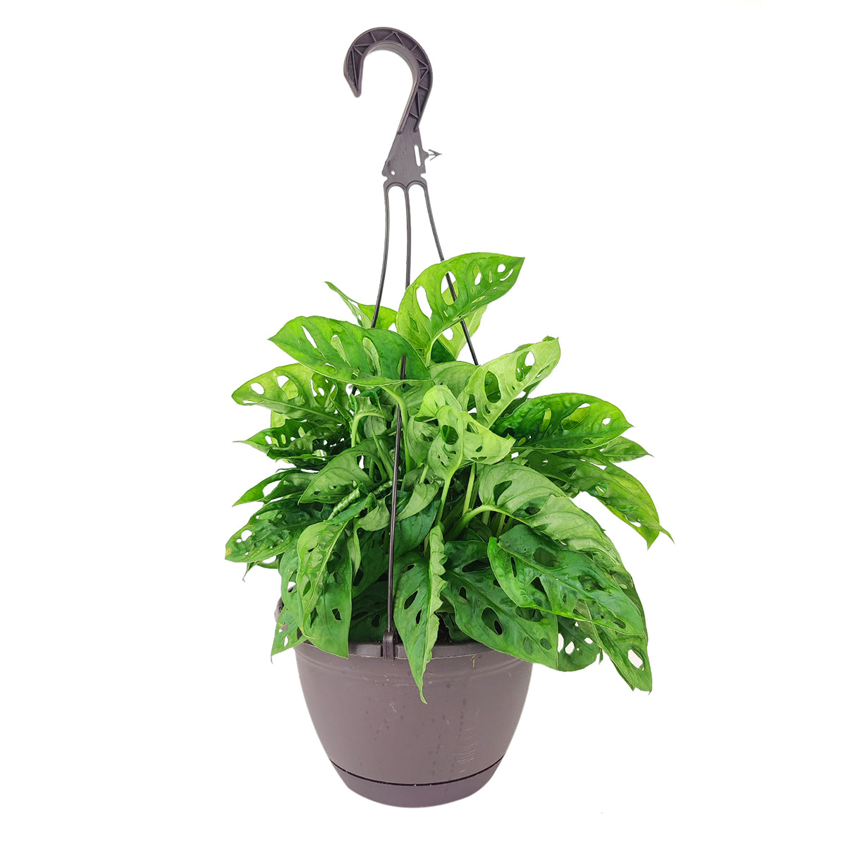 Swiss Cheese plant, Monstera adansonii, Monstera plant, plant with lacy leaves, best air-purifying plant, vining Monstera for hanging baskets 