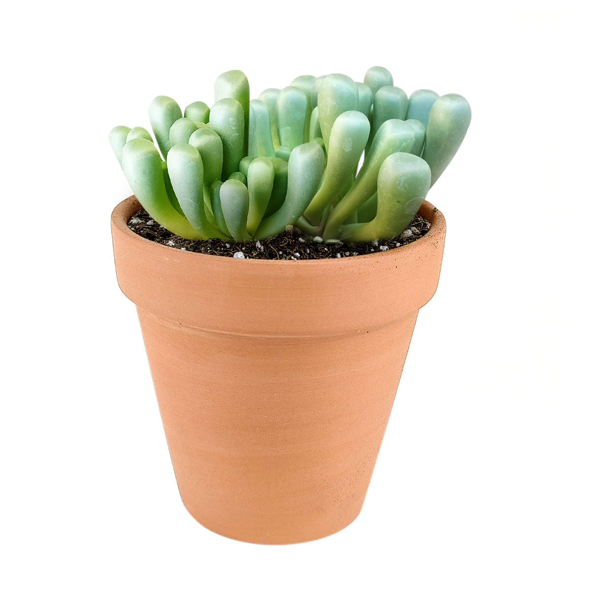 baby toes, fenestraria baby toes, succulents garden, succulents store in CA, succulent care tips, succulent subscription, Succulents, cactus, succulent care guide, indoor succulents, fenestraria baby toes in California, How to grow fenestraria baby toes. indoor succulents, rare succulents, rare succulents for sale, unique succulents, buy succulents online, rare succulent, succulent shop, unusual succulents, succulent store, succulents online