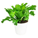 Crissie Fern, medium and low light houseplant, most popular plant for homes and offices, Asplenium antiquum ‘Crissie’, how to care for Forked Bird’s Nest Fern, easy care air-purifying plant, online plant store
