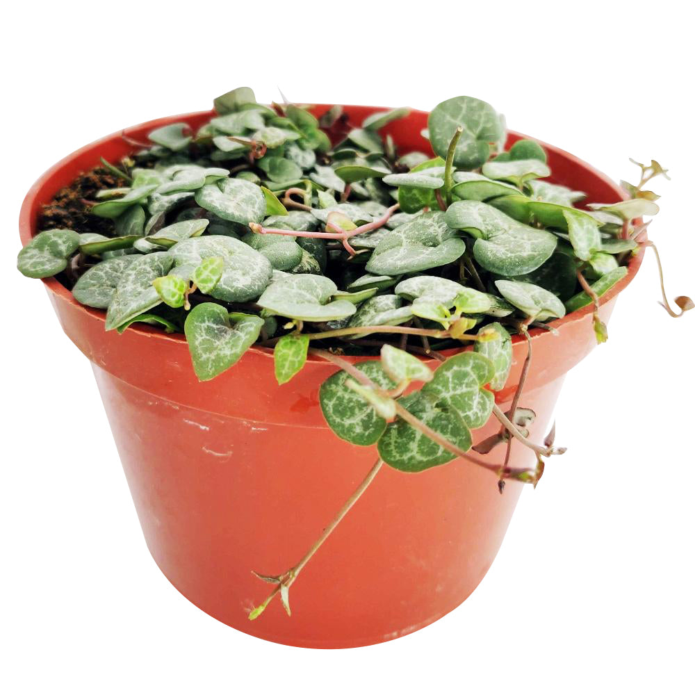 succulent care, succulents shop in California, succulent subscription, cactus, succulent care tips, succulent care guide, indoor succulents, Rare succulents, String of Hearts  in California, How to grow String of Hearts, succulent gifts, succulents for sale, string of hearts plant