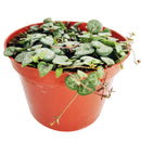 How to grow String of Hearts, succulent gifts, succulents for sale, string of hearts plant