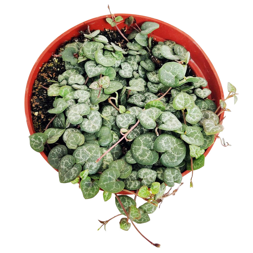 succulent care, succulents shop in California, succulent subscription, cactus, succulent care tips, succulent care guide, indoor succulents, Rare succulents, String of Hearts  in California, How to grow String of Hearts, succulent gifts, succulents for sale, string of hearts plant