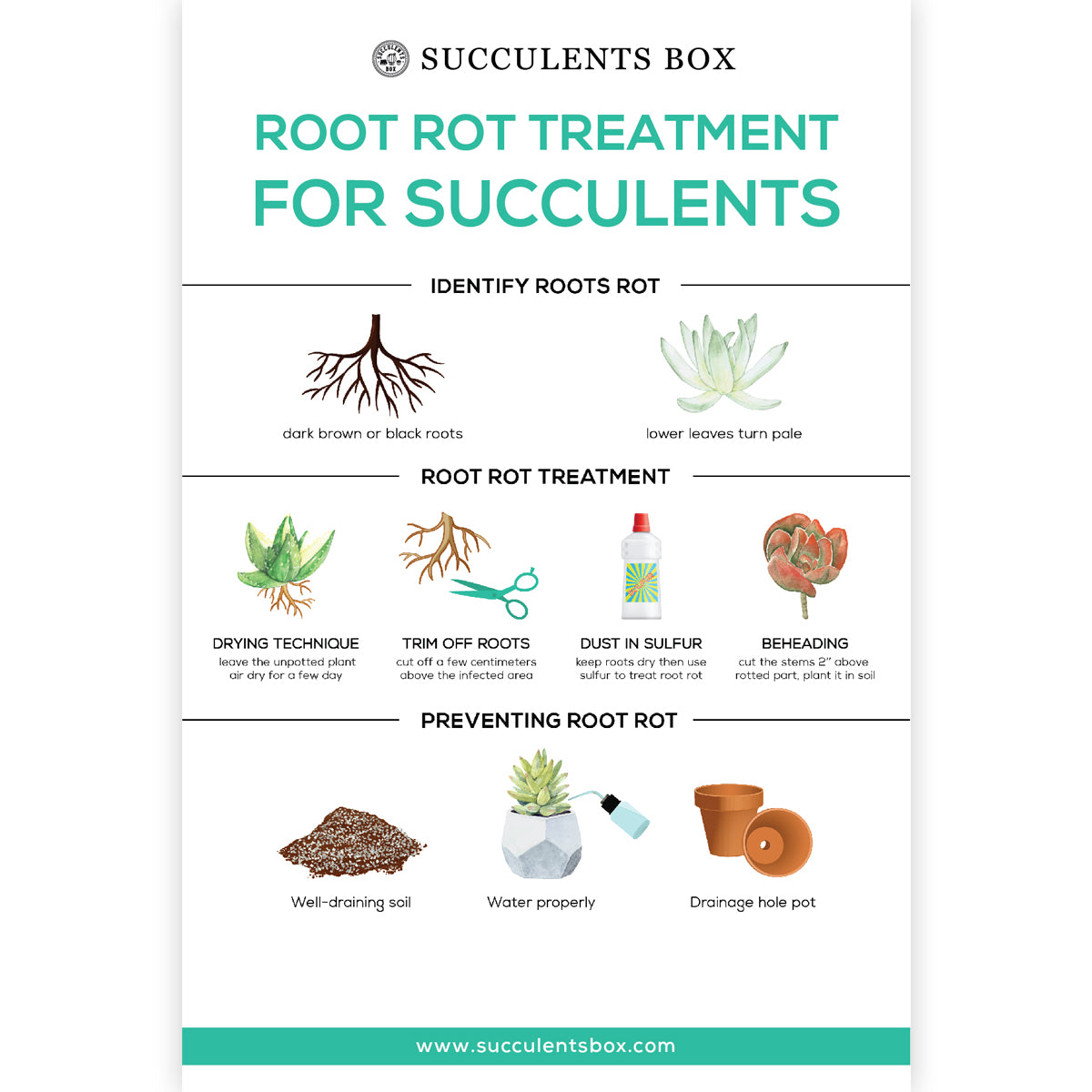 succulent care infographic Infographic: Root Rot Treatment for Succulents
