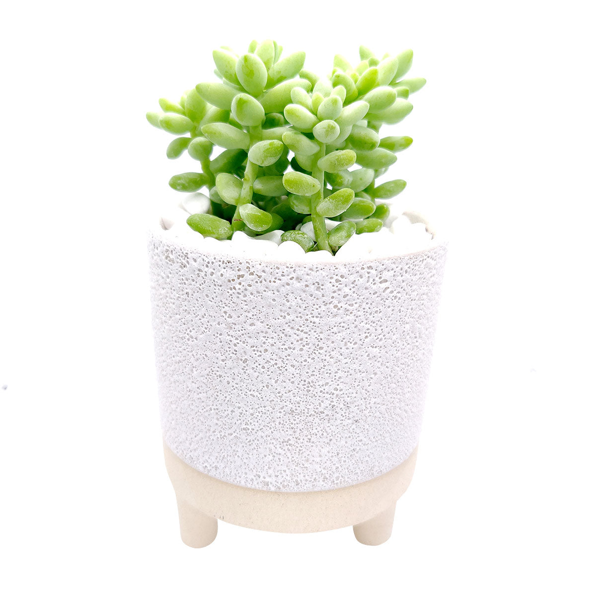 4 inch Bubbled Ceramic Footed Pot for sale, Designed Ceramic pot for succulent and cactus, small flower pot, Succulent pot decor ideas, succulent gift ideas