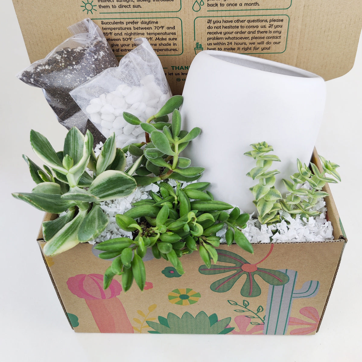 make your own succulent near me DIY Green 4" Succulent Arrangement White or Pink Round Pot