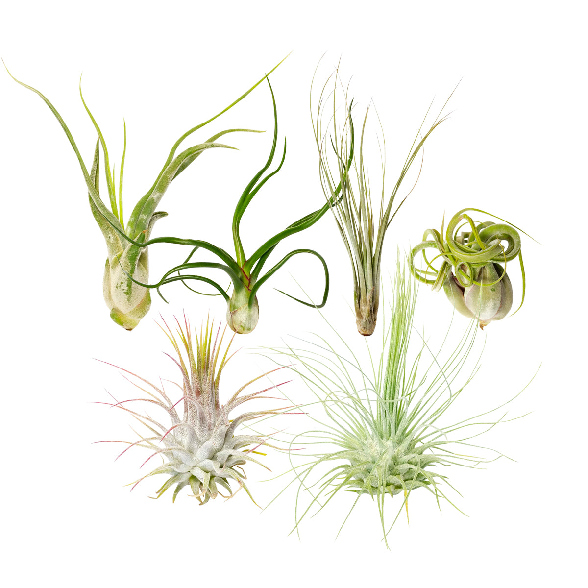 air plants los angeles Assorted Collection of Live Air Plants Randomly Picked | Air Plants Gift Ideas