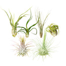 Assorted Collection of Live Air Plants Randomly Picked, Set of Live Air Plants, Air Plants Gift Box, Air Plants Gift Ideas, Air Plants Decoration, Rare Air Plants for Sale