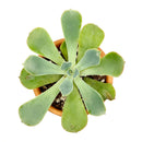 Echeveria Raindrops Succulent in California, How to grow Echeveria Raindrops Succulent, Thanksgiving succulents gift, Easter succulents idea, echeveria, echeveria succulent, echeveria types, succulent echeveria, buy succulents online, succulent shop, succulent store, echeveria plant, indoor succulents