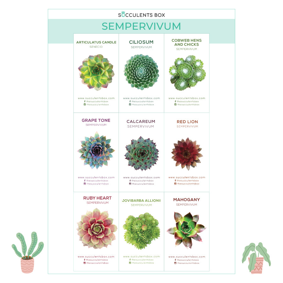 succulent studios care cards Free Printable Succulent ID Cards - Succulent Gift Ideas