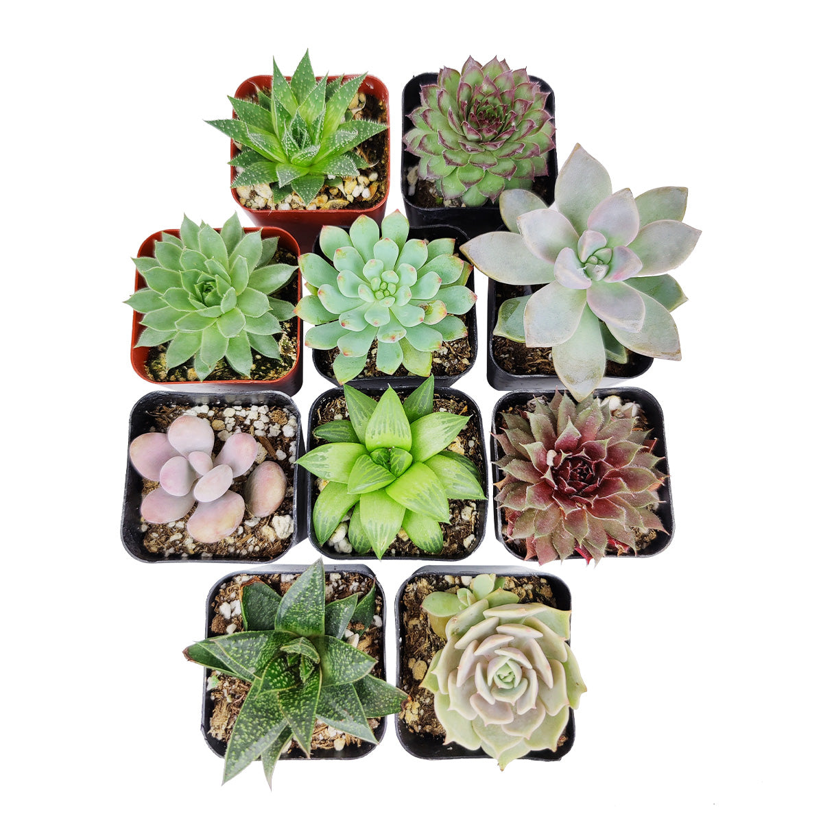 succulents online store Rosette Shaped Succulent Pack for Sale Online