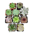 Radiant Rosette Shaped Succulent Pack for Sale Online, Wedding Succulent Favors, Succulent Gift Ideas, How to care for Rosettes Succulent, echeveria, Wedding rosette succulents for sale, Where to buy succulents for your wedding, Types of rosette shaped succulents for wedding