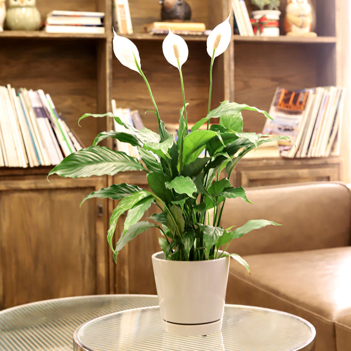 large ceramic pot for succulents and cacti, high-quality ceramic pot for houseplants, decorative ceramic pot for sale online, where to buy ceramic plant pot at good value prices