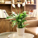 gray ceramic pot pack for sale, modern ceramic pot for houseplants and succulents, minimalist pot with drainage hole and saucer, plant pot gift ideas