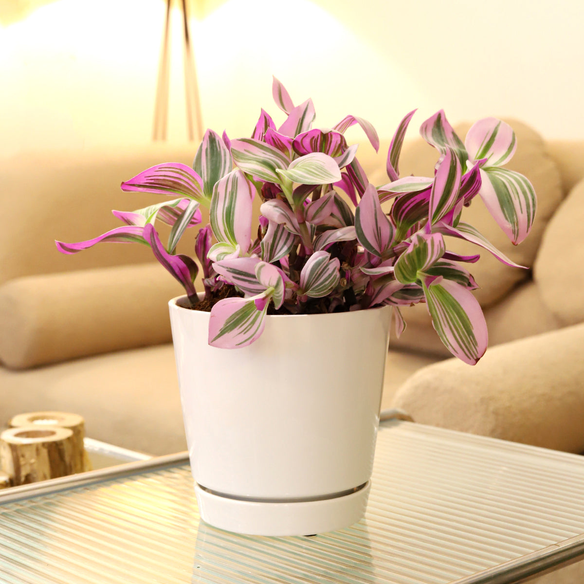 Tradescantia Nanouk in white pot, pot for houseplant, pot with saucer, white large pot for houseplant, pot for nanouk plant