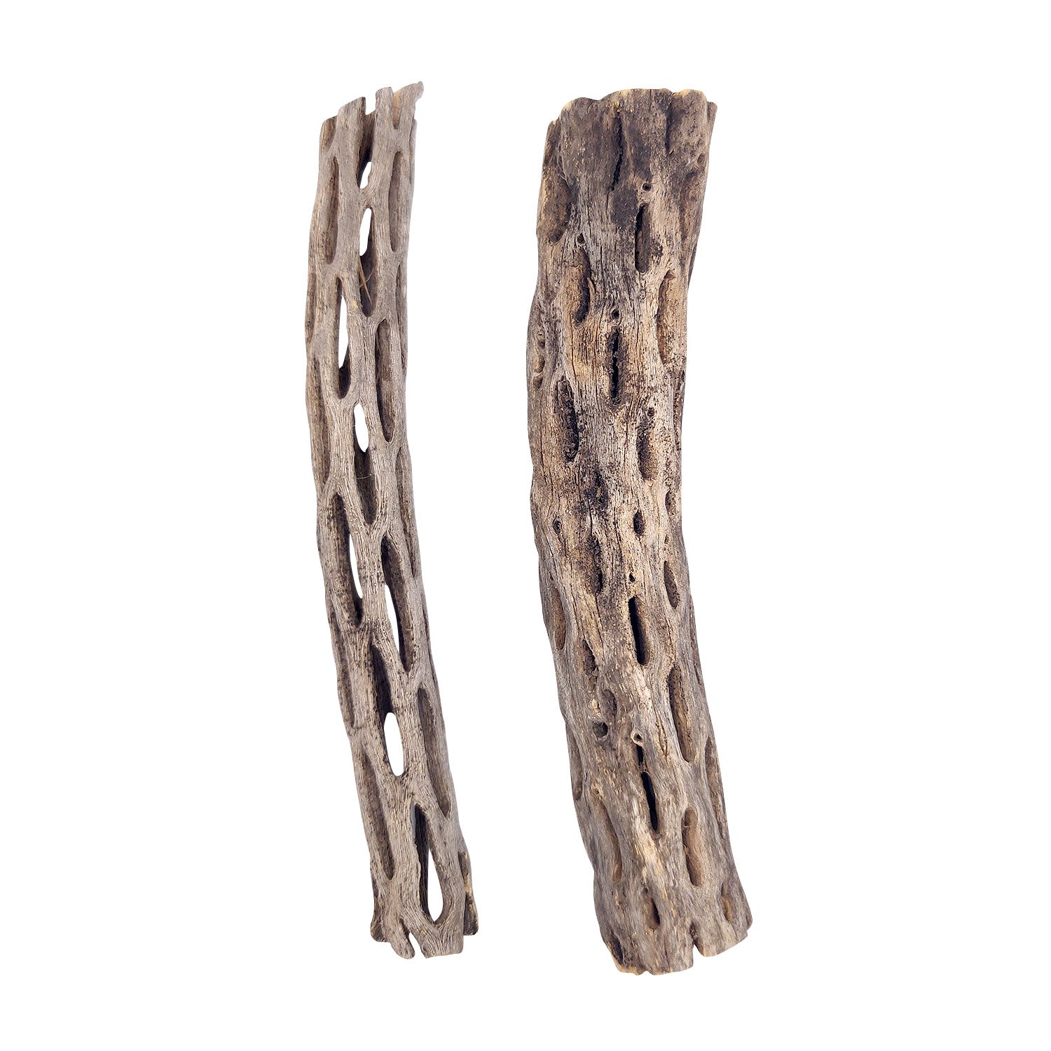6 inch Staghorn Cholla Wood | Cactus Wood Organic Pot for Crafting, Air  Plants