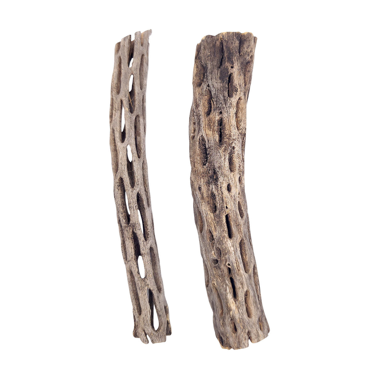 6 inch Staghorn Cholla Wood Pot for sale, Cholla for Aquariums, Crafting, Air Plants, and more, Natural Cholla Cactus Wood for sale, Air Plant display